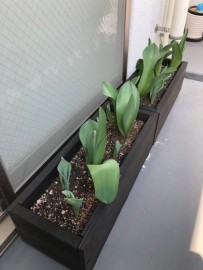 チューリップ成長記録