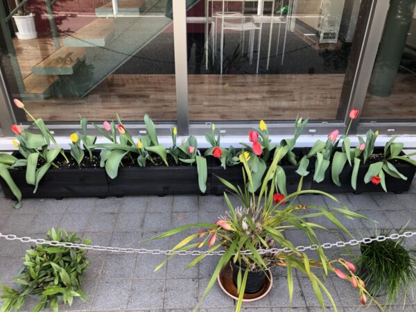 チューリップが咲きました#花のまちあまがさきチューリップ運動