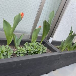 チューリップ成長記録2021 花のまちあまがさき
