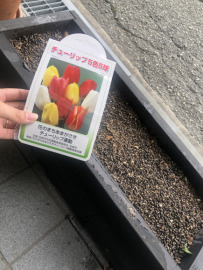 花のまちあまがさきチューリップ運動2022
