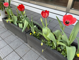 🌷花のまちあまがさきチューリップ運動2022🌷