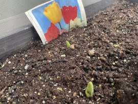 チューリップ運動 芽を出しました
