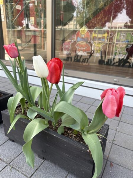 花のまちあまがさきチューリップ運動2025🌷